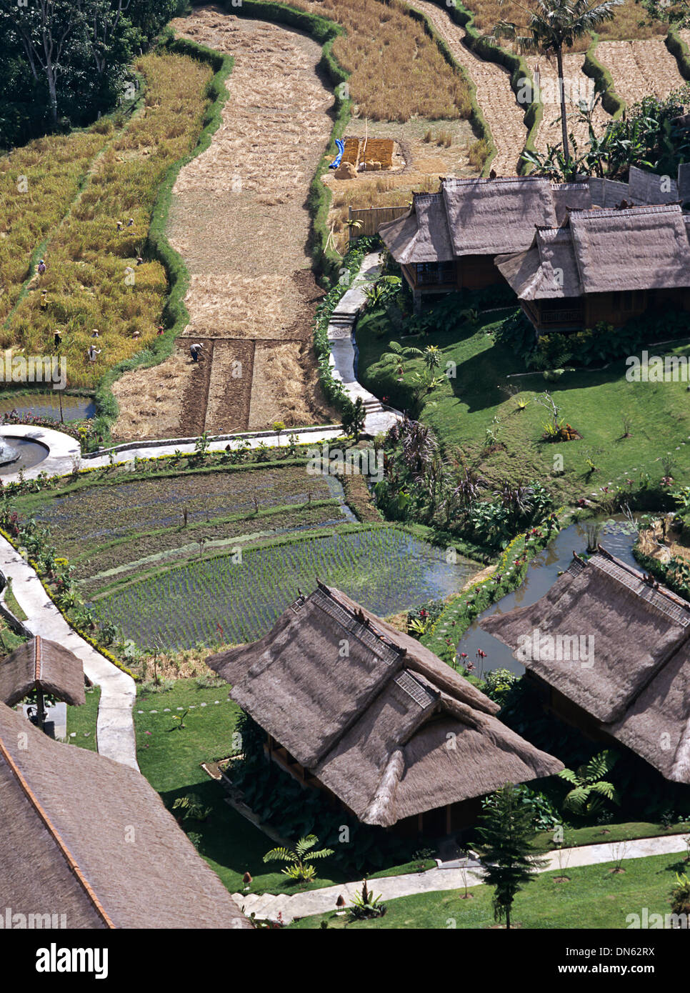 Reis-Terrassen in Tegalalang Tal, Bali, Indonesien Stockfoto