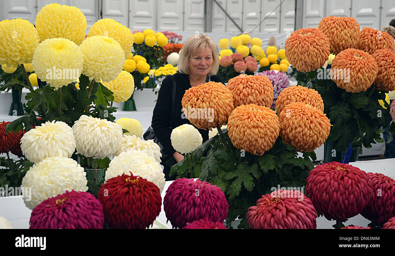 Blick auf die Displays der großen bunten Bommel Chrysanthemen in Harrogate Herbst Flower Show Yorkshire Dame Stockfoto