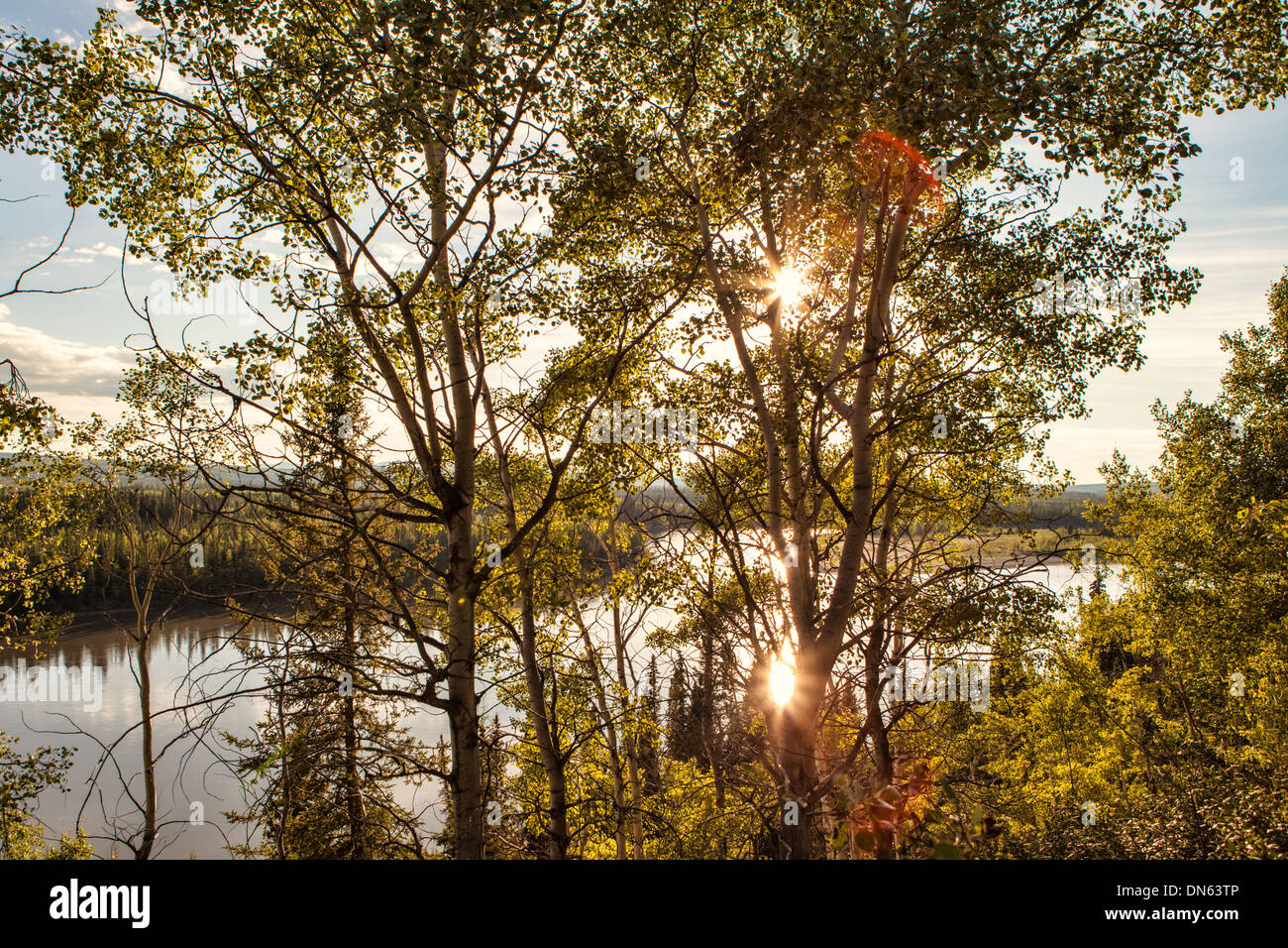 Sunburst durch Birken auf dem Yukon River in Kanada im Sommer. Stockfoto