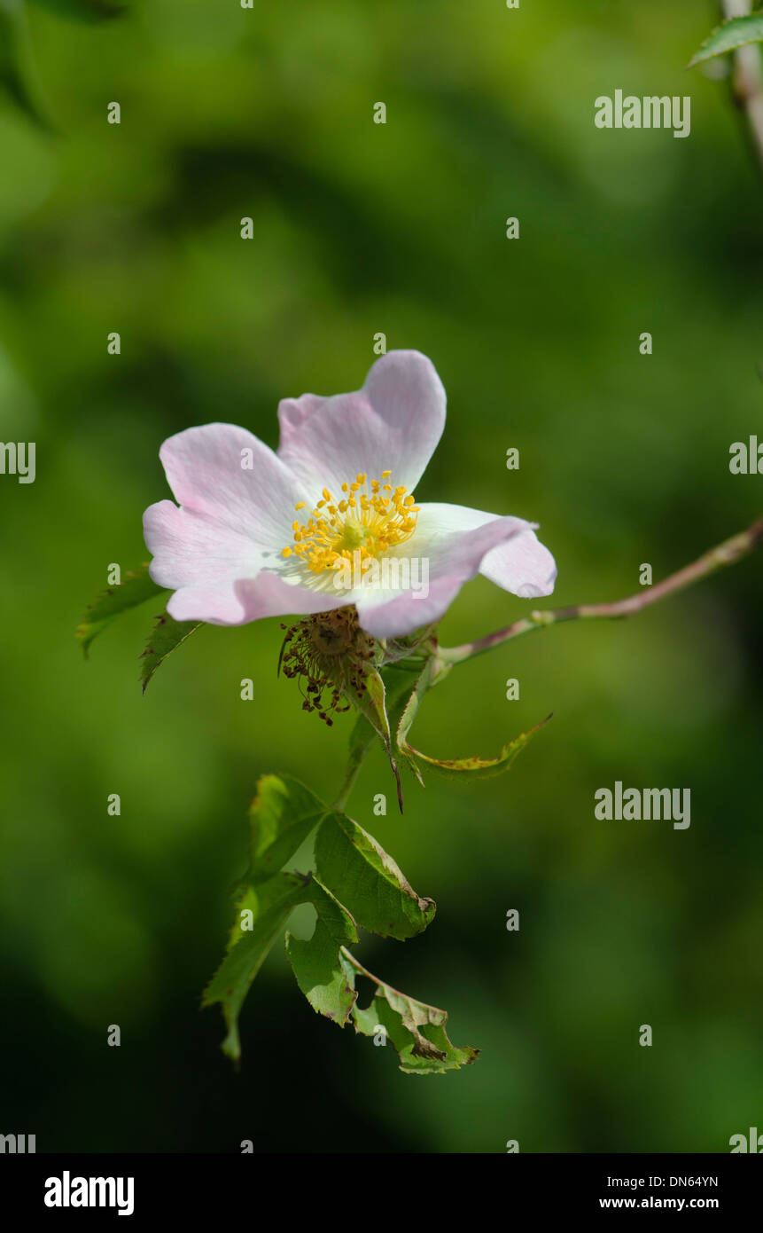 Detail-Aufnahme von eine schöne Heckenrose Stockfoto