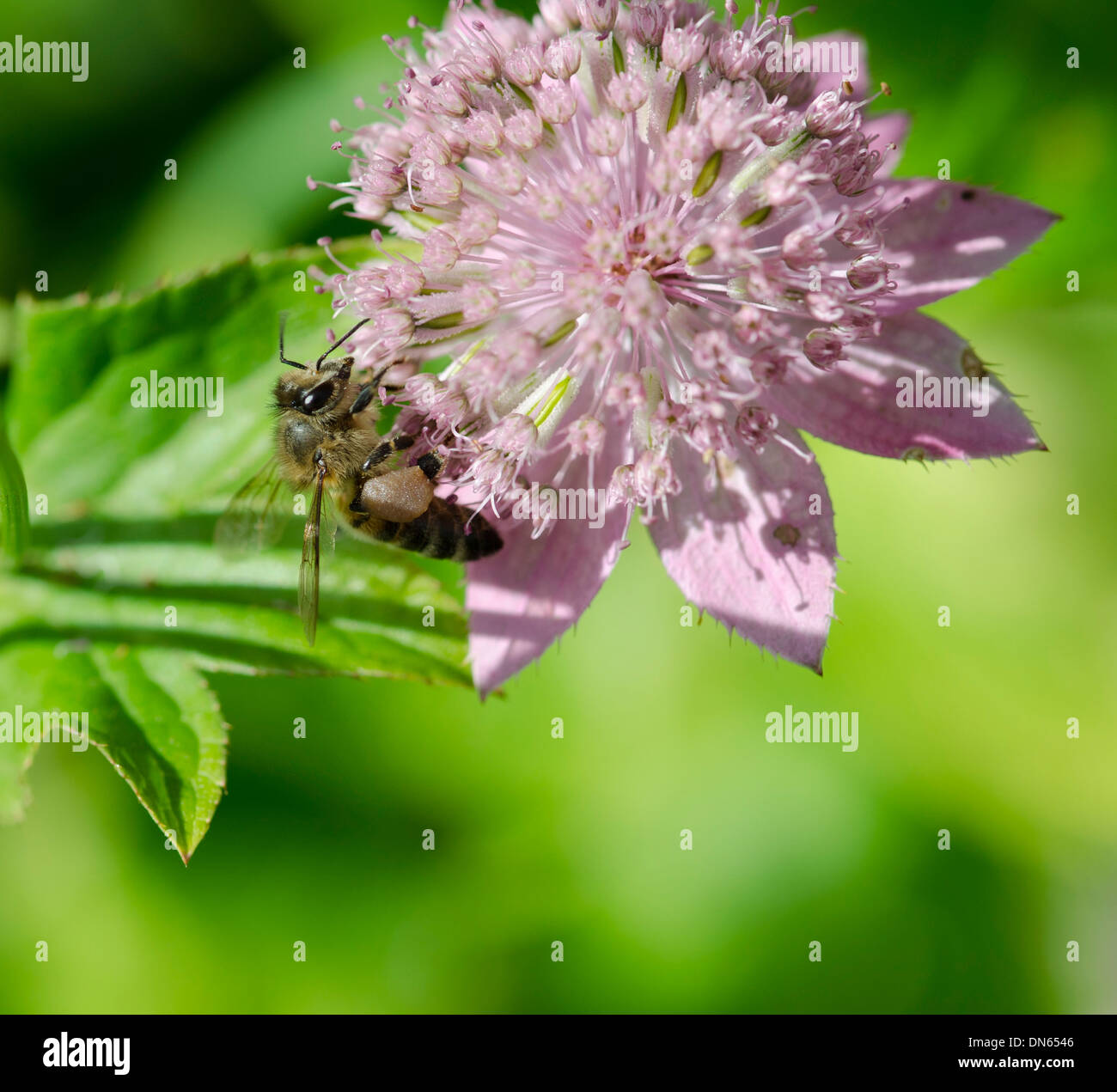 Eine fleißige Biene sammelt Nektar aus einer rosa Blume in einem Garten. Stockfoto