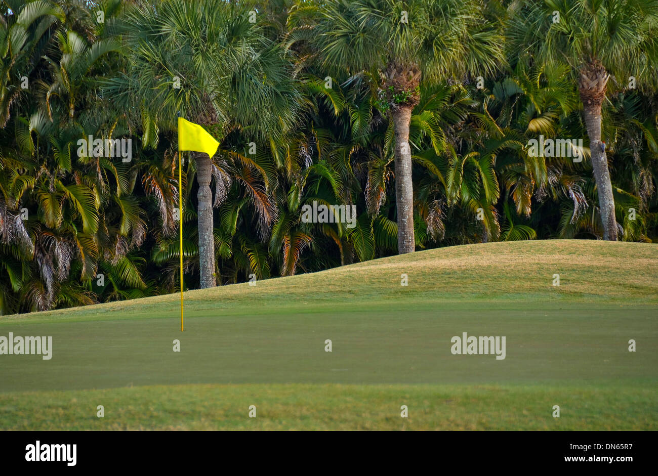 Palmen wachsen vom Golfplatz Stockfoto