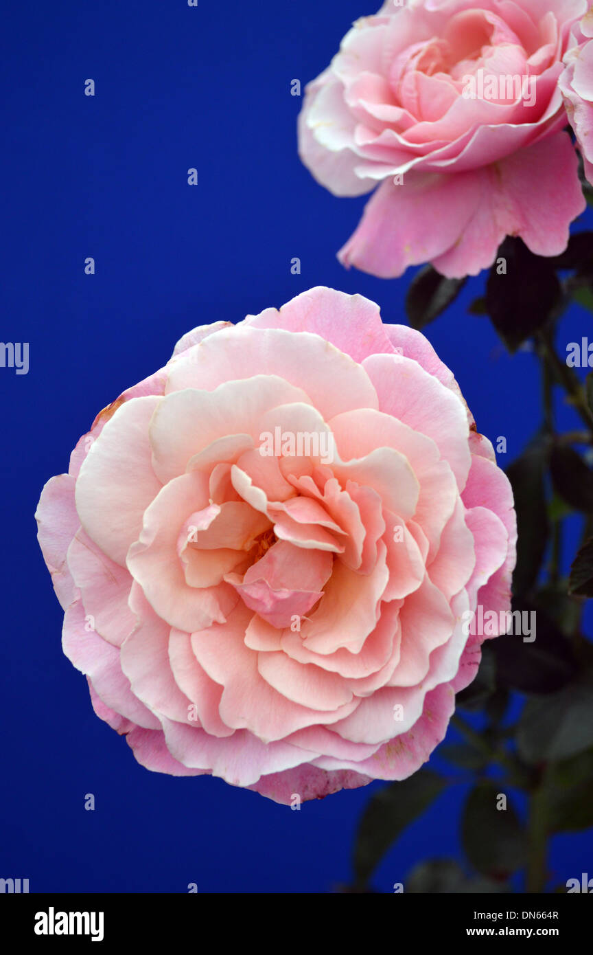 Rosa Rosen auf blauem Hintergrund auf dem Display an der Harrogate Herbst Blume zeigen Yorkshire Stockfoto