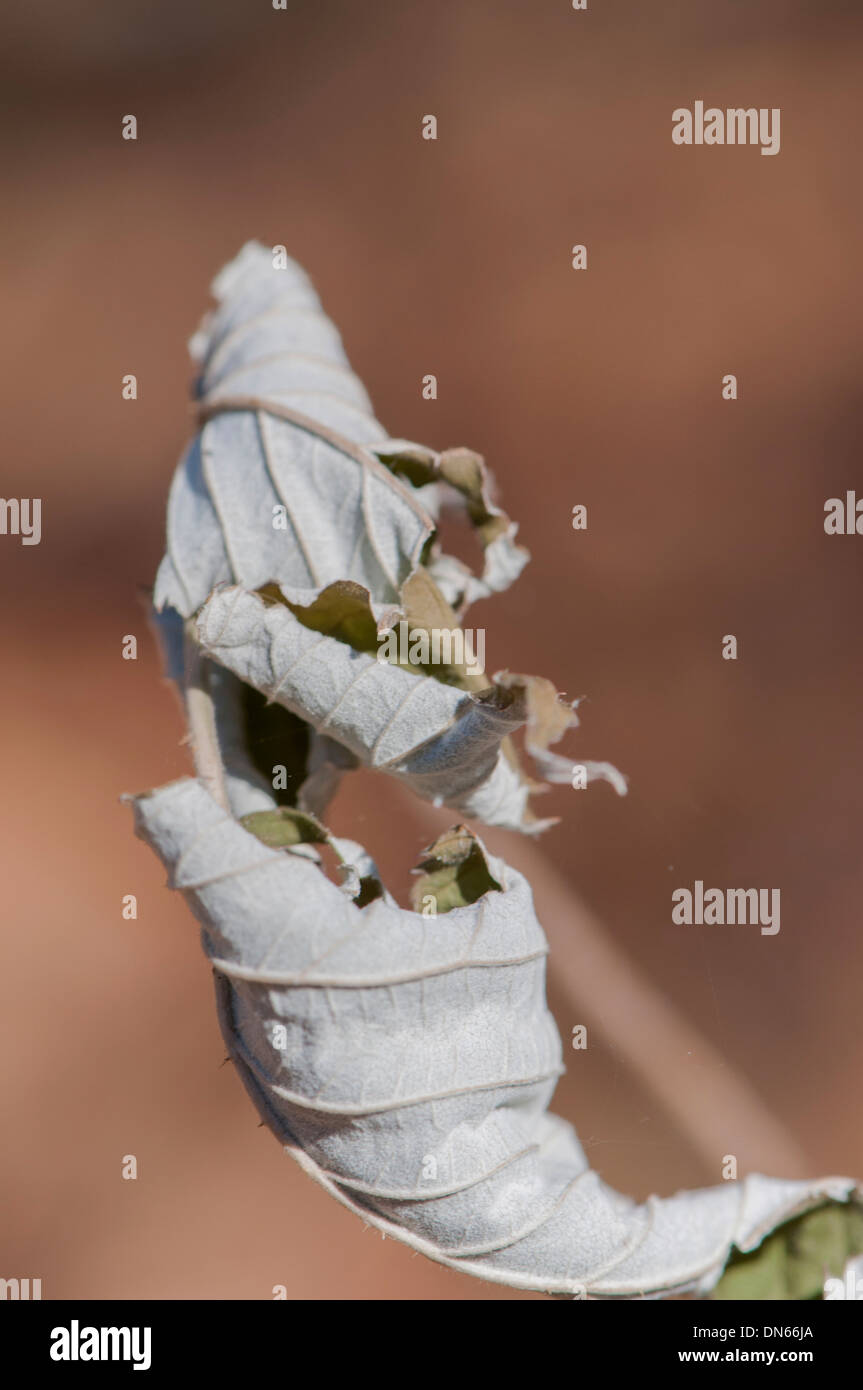 Pflanzen Sie mit einem trockenen Herbst Blatt erreichen, Simulation Stockfoto