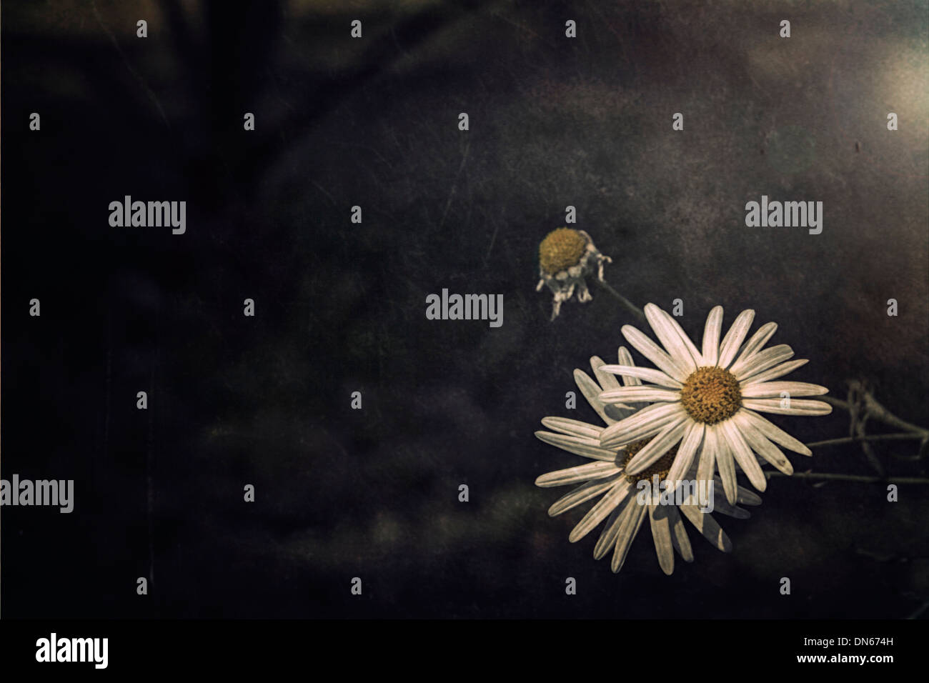 Gänseblümchen Gänseblümchen gelb Toten sterben rose Blume Alexandria Sonnenlicht Strahl Ägypten Stockfoto