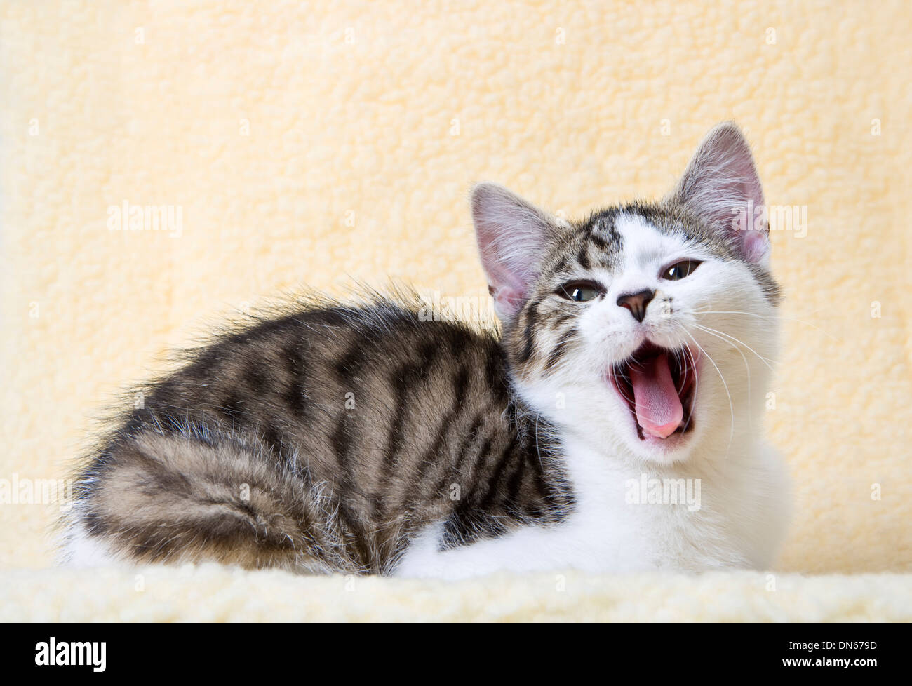 & White Tabby Kitten isoliert auf weißem Hintergrund. Stockfoto