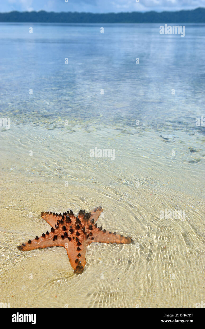 Der Stern des Meeres, Sawinggrai Raja Ampat Stockfoto