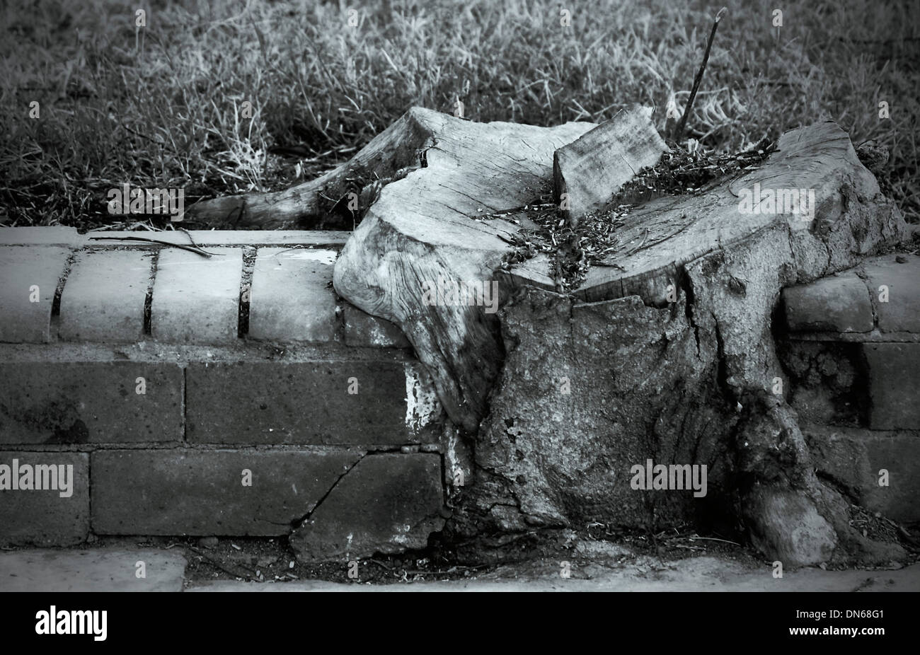 Baum Ziegel eingekauft Schnitt sterbenden Baum schwarz / weiß s/w Rasen Risse allein Stockfoto