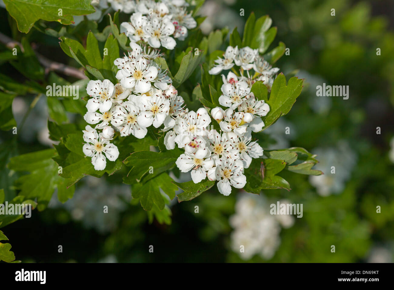 Gemeinsamen Weißdorn Crataegus Monogyna Blumen UK Stockfoto