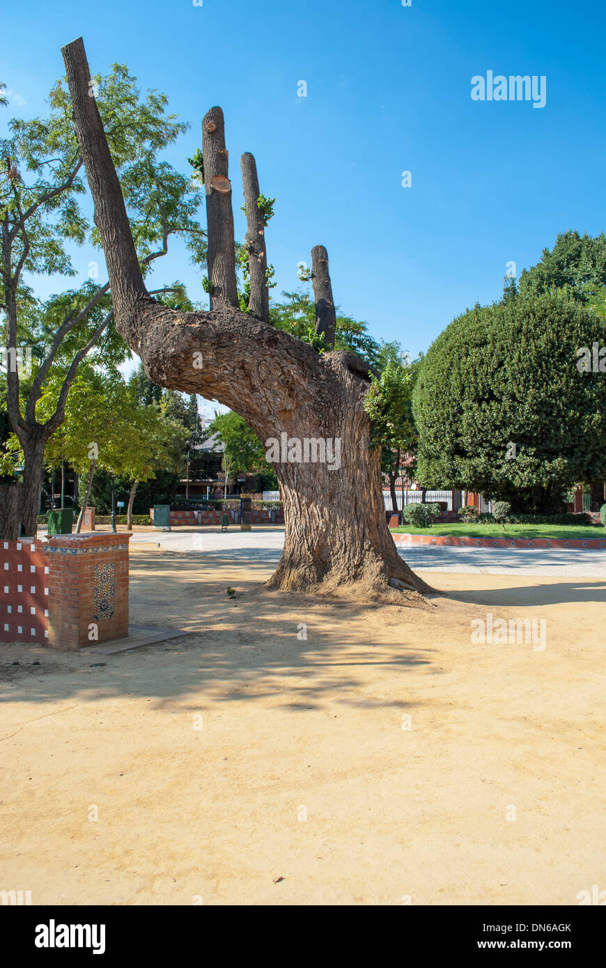 alten Baum in der Plaza von Toledo Stockfoto