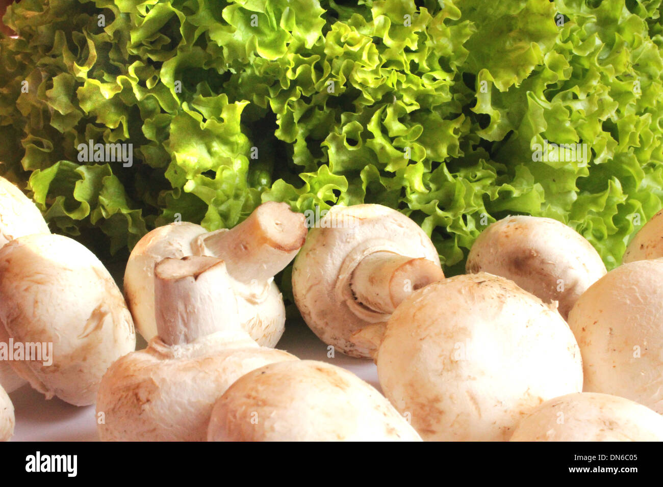 schöne Agaric und bereit für das Kochen der Kopfsalat Stockfoto