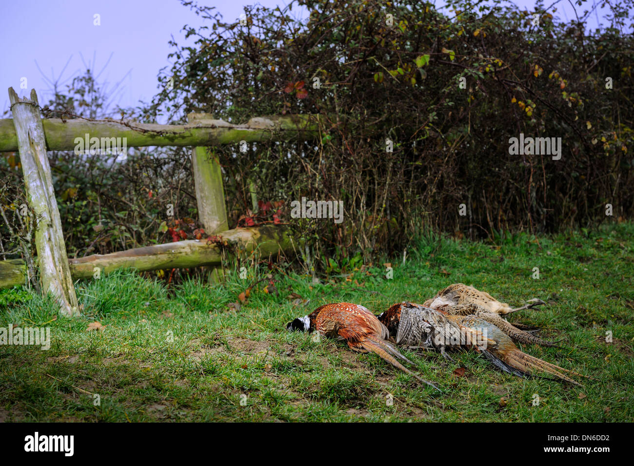 Fasane abholbereit auf einem angetriebenen schießen Tage im Dezember im Herzen der Wiltshire Landschaft. Stockfoto