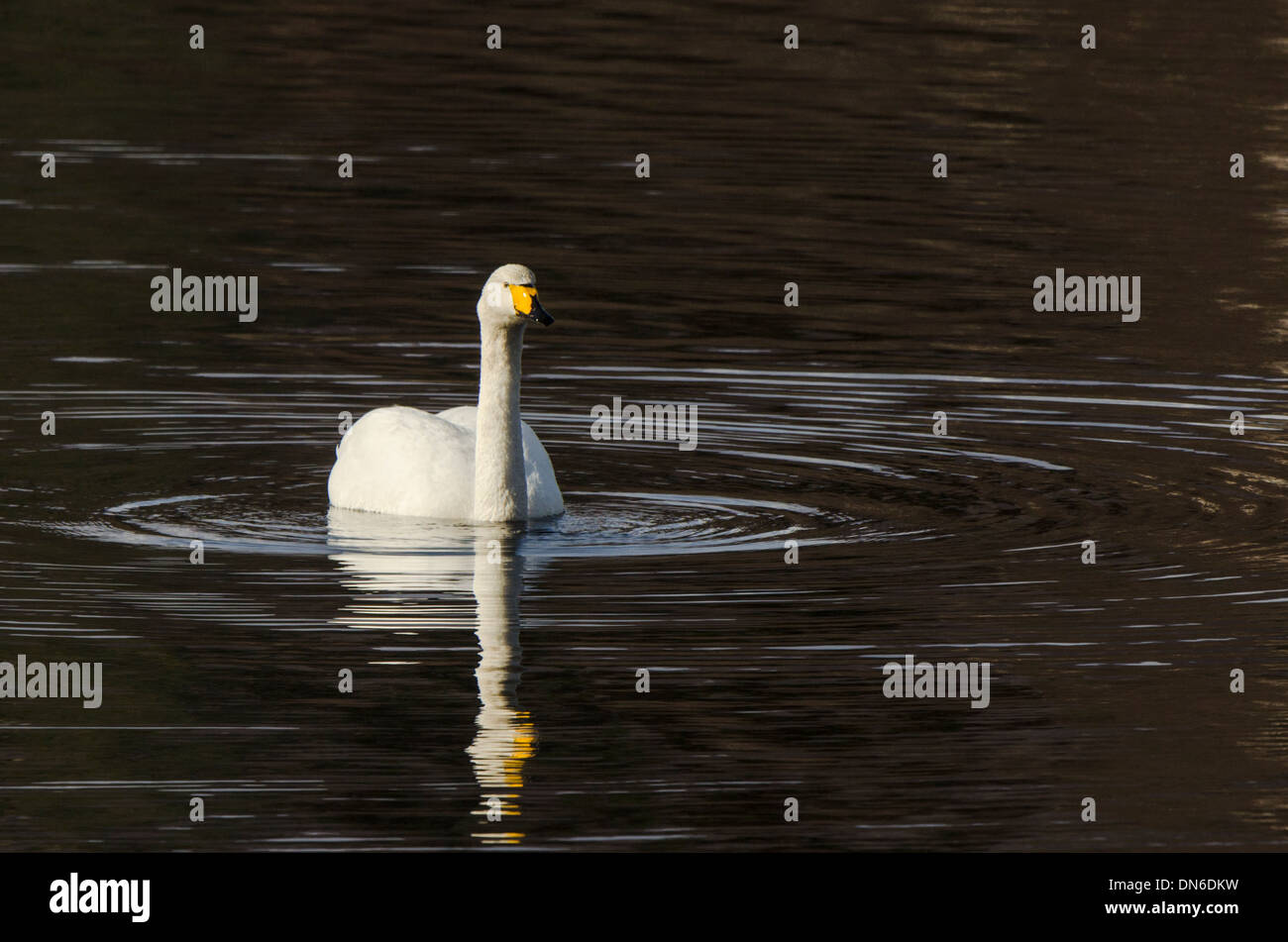 Vogel auf dem Wasser in der Landschaft. Stockfoto