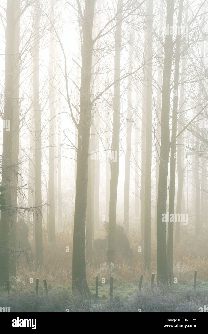 Bäume im Nebel Stockfoto