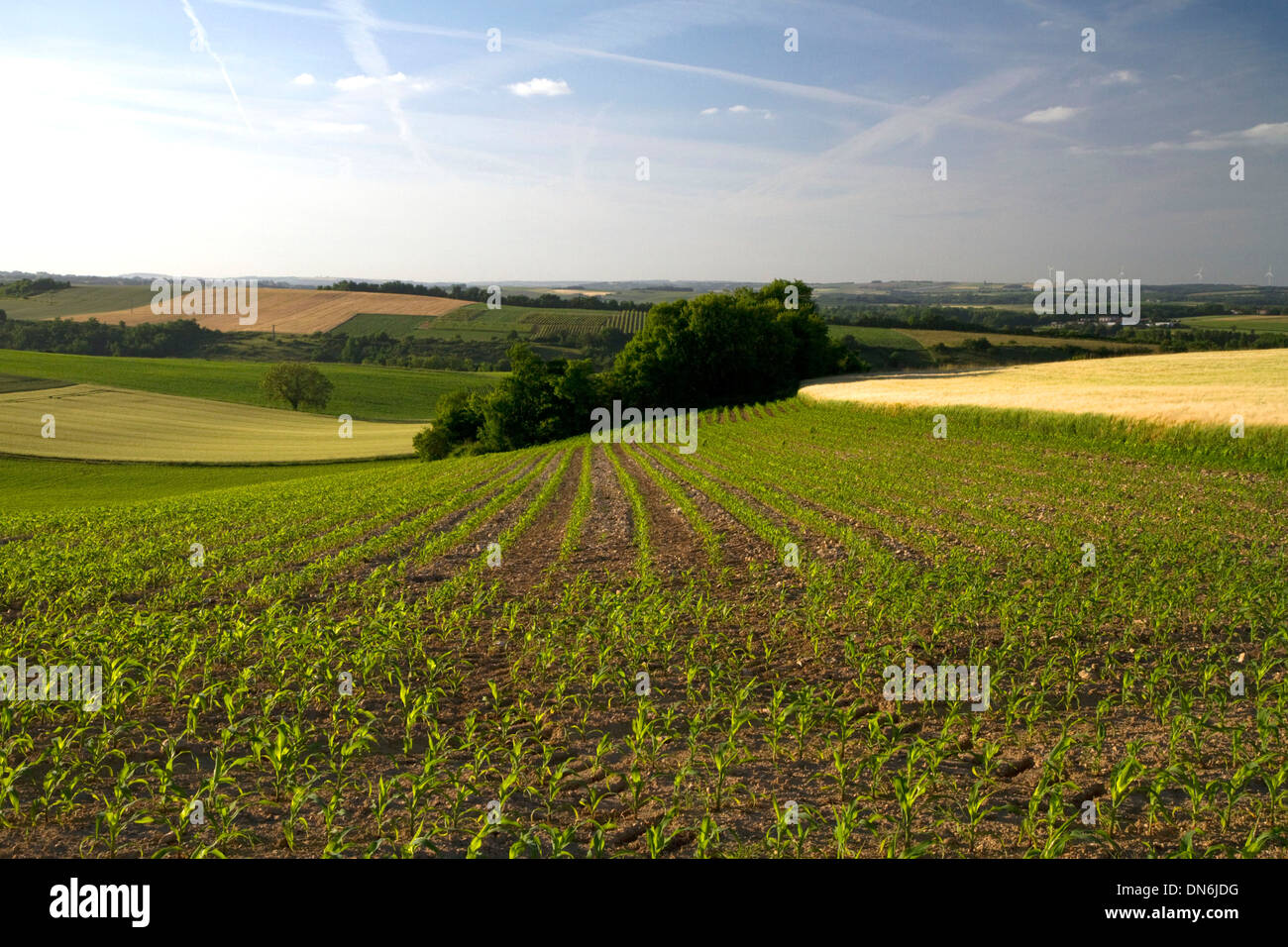 Junger Mais wächst westlich von Angoulême im Südwesten Frankreichs. Stockfoto