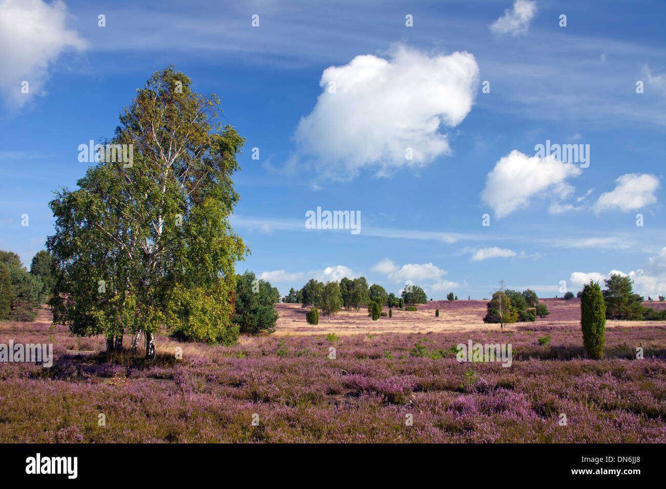 Lüneburg Heath / Lunenburg Heathland zeigt Birke und gemeinsame Wacholder und Heidekraut / Ling Blüte im Sommer, Deutschland Stockfoto