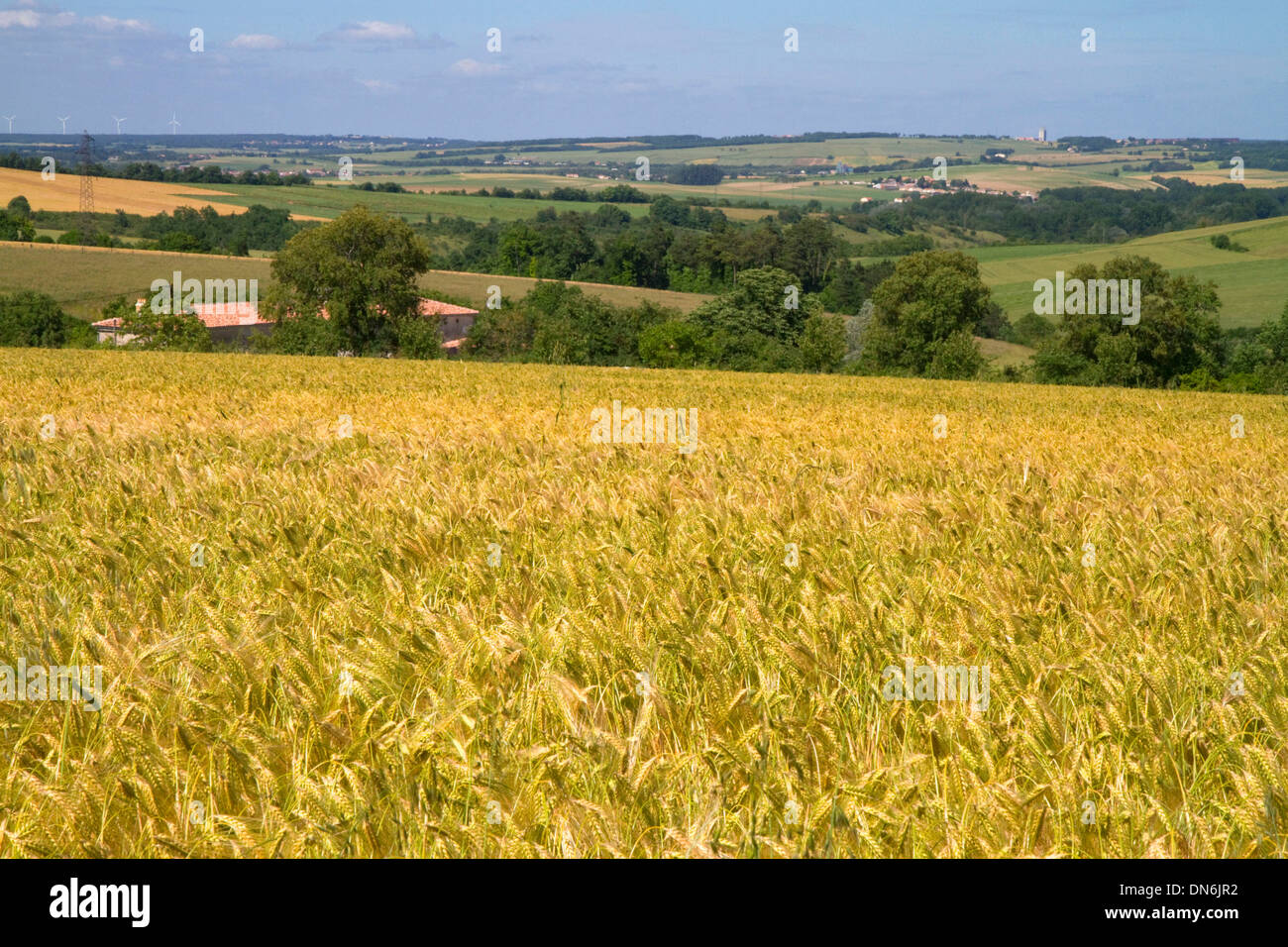 Getreidefeld westlich von Angoulême im Südwesten Frankreichs. Stockfoto