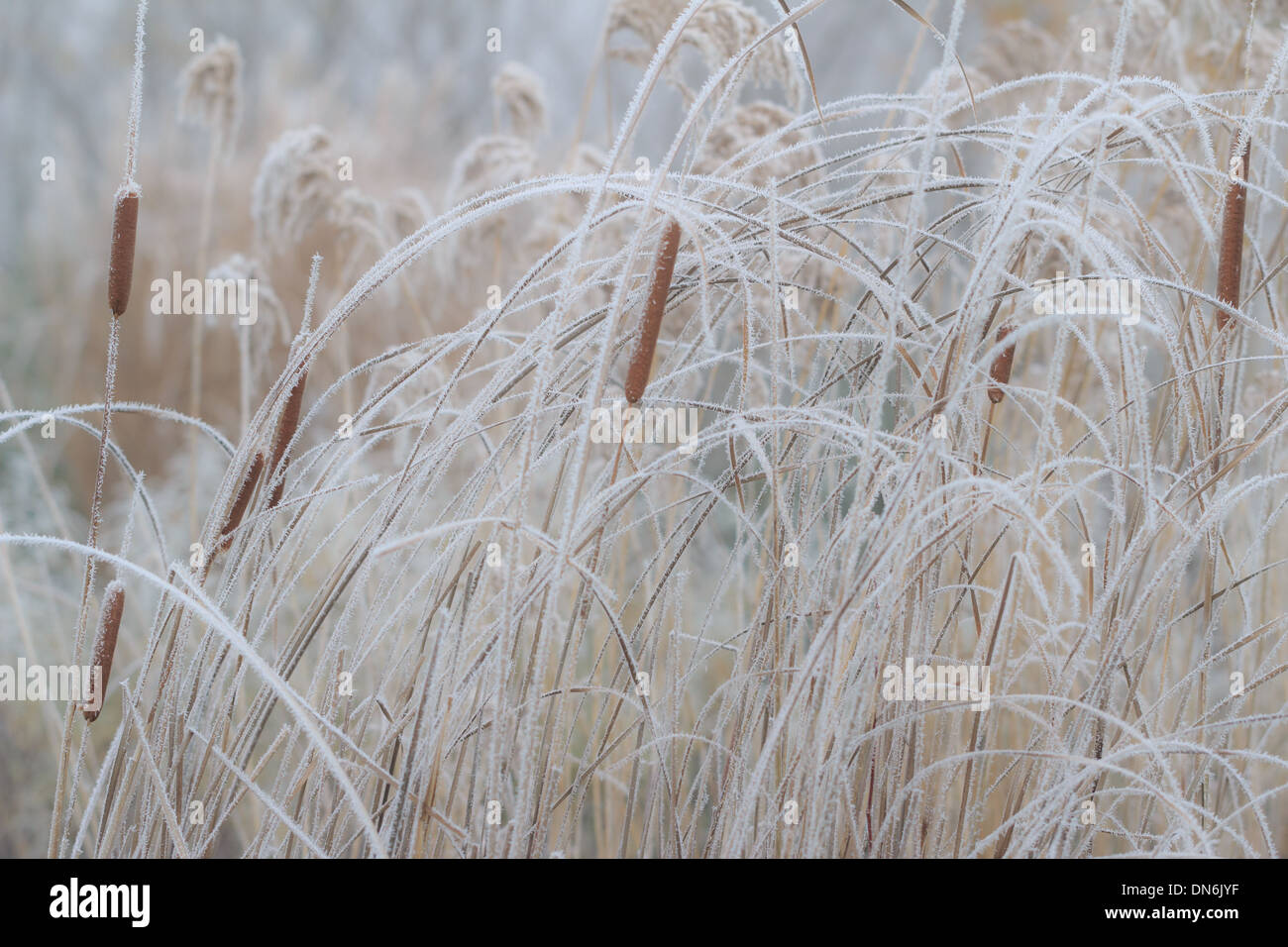 Frost auf Rohrkolben Typha SP. / / Givre Sur Massette, Typha sp. Stockfoto