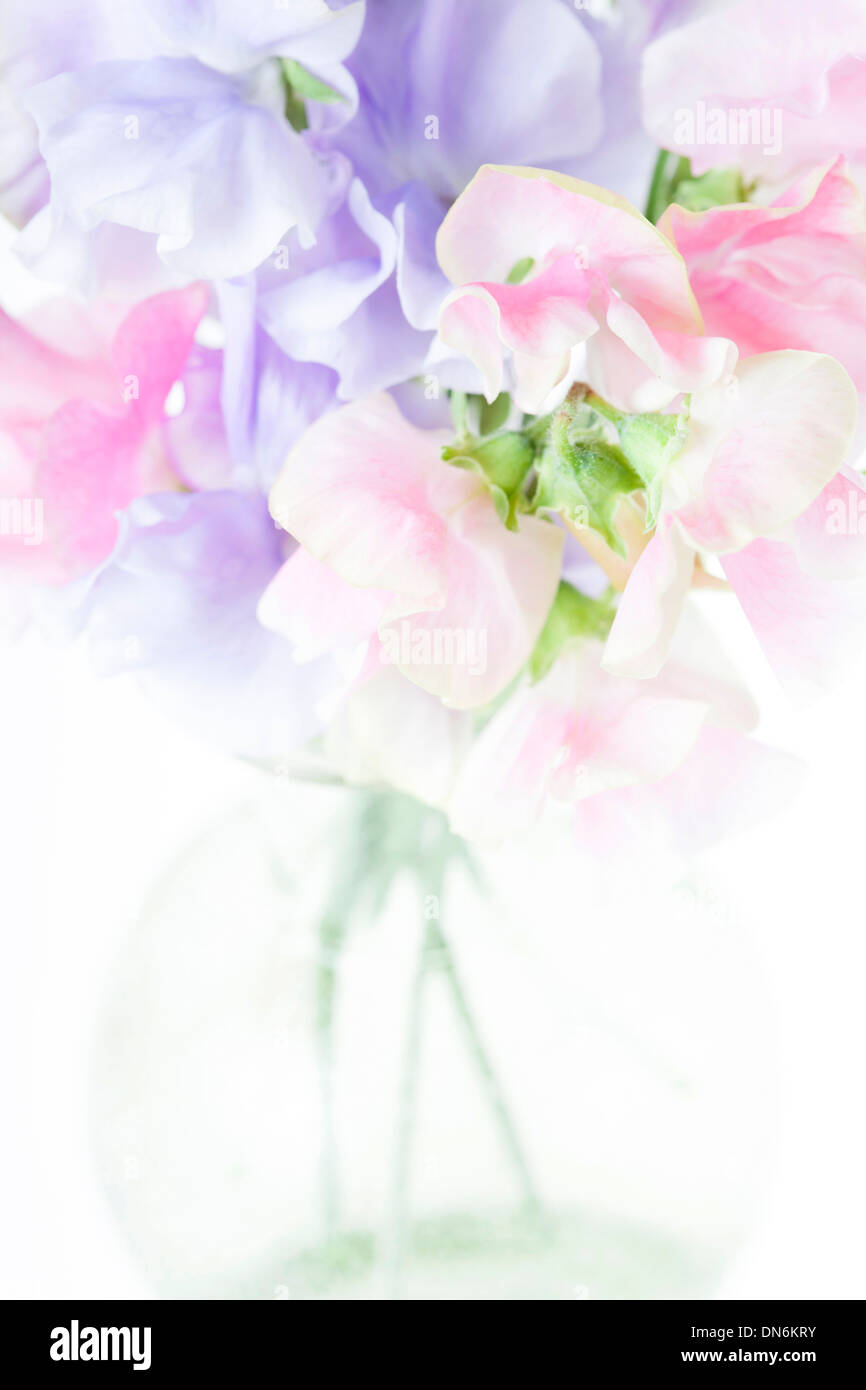 Sweet Pea Blumen in Glasvase isoliert auf weißem Hintergrund. Stockfoto