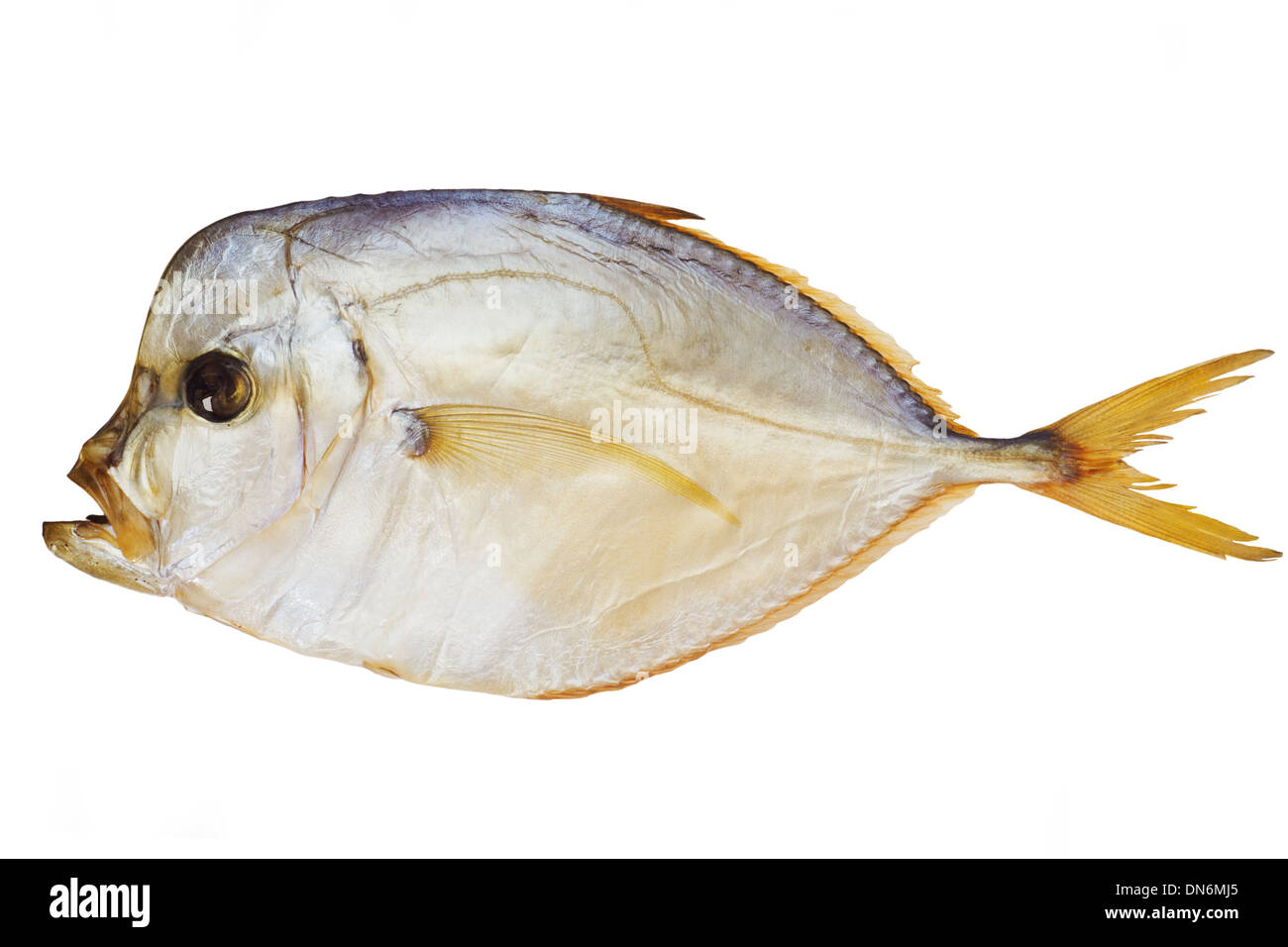 geräucherter Fisch Piranha isoliert auf einem weißen mit Beschneidungspfad Stockfoto