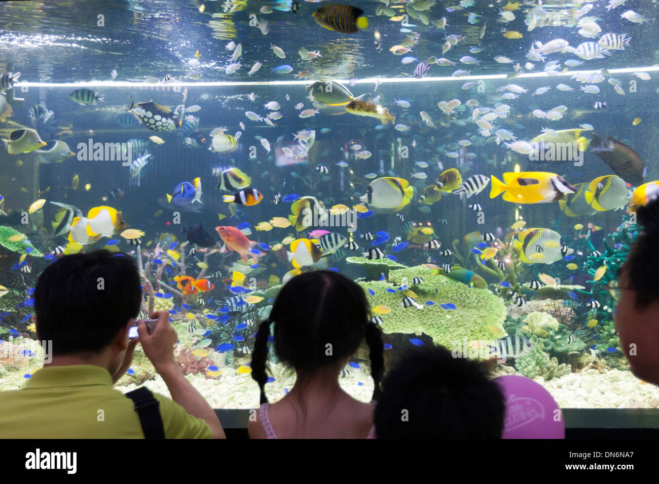 Familie beobachten, farbige Fische in einem Aquarium in Ginza, Tokio. Stockfoto