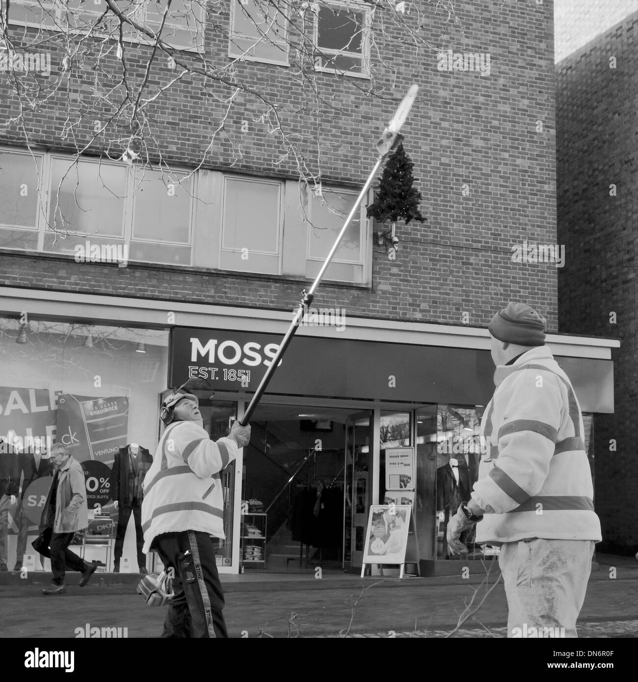 des Rates Arbeiter trimmen Äste mit Kettensäge auf Pole in Aylesbury, Buckinghamshire, England Stockfoto