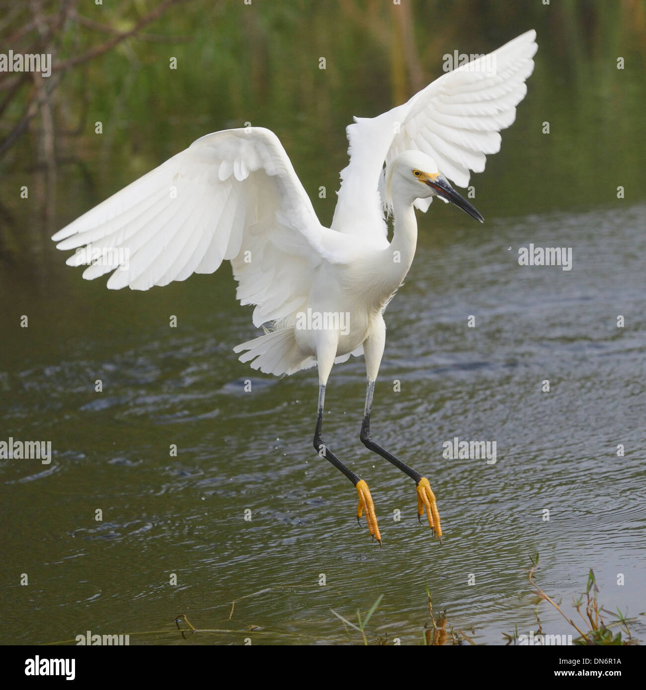 Snowy Reiher fliegen und Fischen in den Everglades Stockfoto