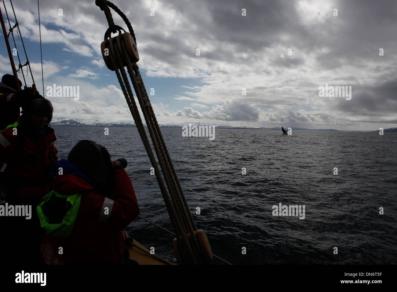 Isländische Walbeobachtung Schoner im Nordatlantik und ein Verstoß gegen Buckelwal. Stockfoto