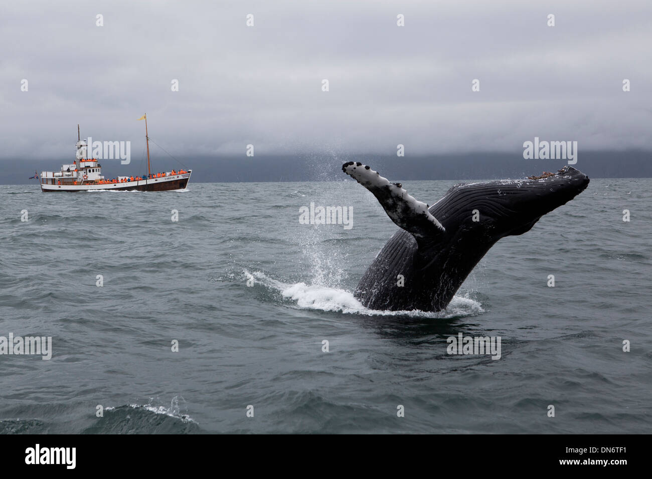 Ein Buckelwal in der Skjalfandi Bucht, Husavik, Island. Stockfoto