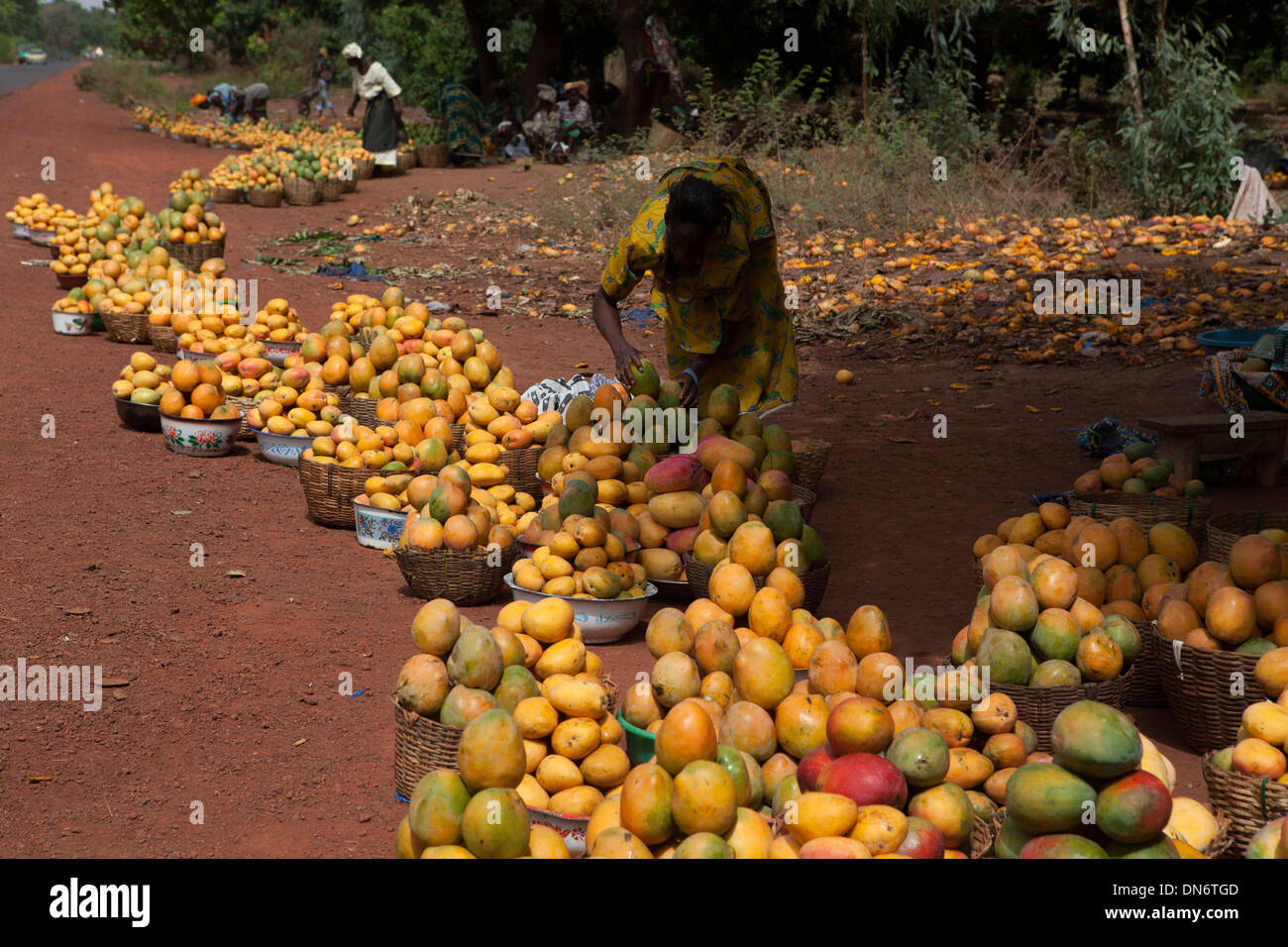Mango-Saison in Mali, Westafrika. Stockfoto