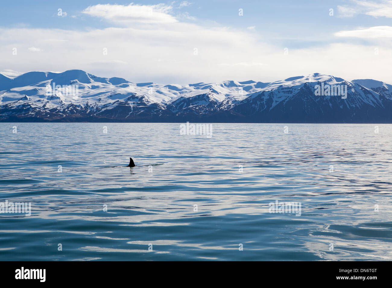 Eine Rückenflosse hat einen weiblichen Orca in Skjalfandi Bay, Husavik, Island. Stockfoto