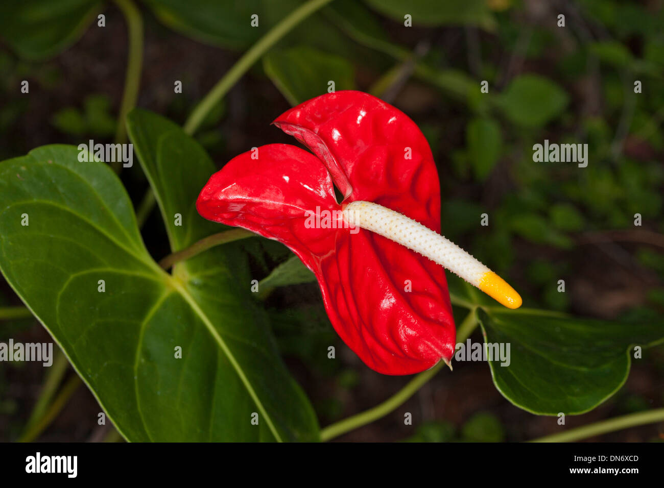 Leuchtend rote Spatha, weißen Blütenständen und dunkelgrünen Blätter der Anthurium Andreanum Anbau in subtropischen Garten in Australien Stockfoto