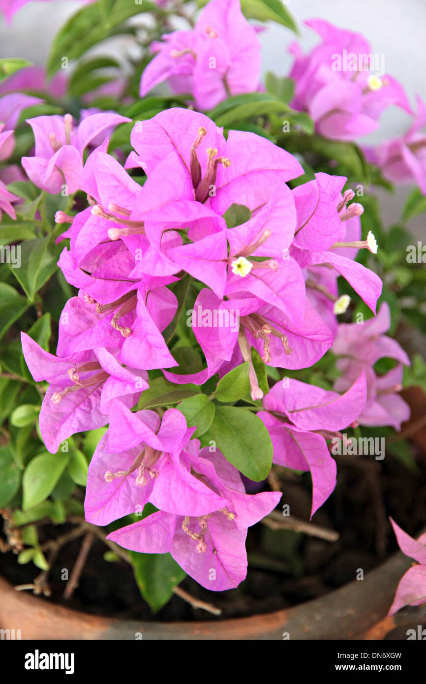 Blume der Bougainvillea Baum im Garten. Stockfoto