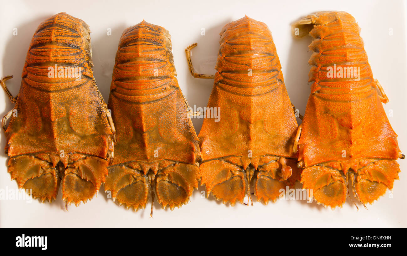 Vier gekocht Moreton Bay Bugs (Thenus Orientalis). Auch bekannt als "Bucht Hummer". Stockfoto