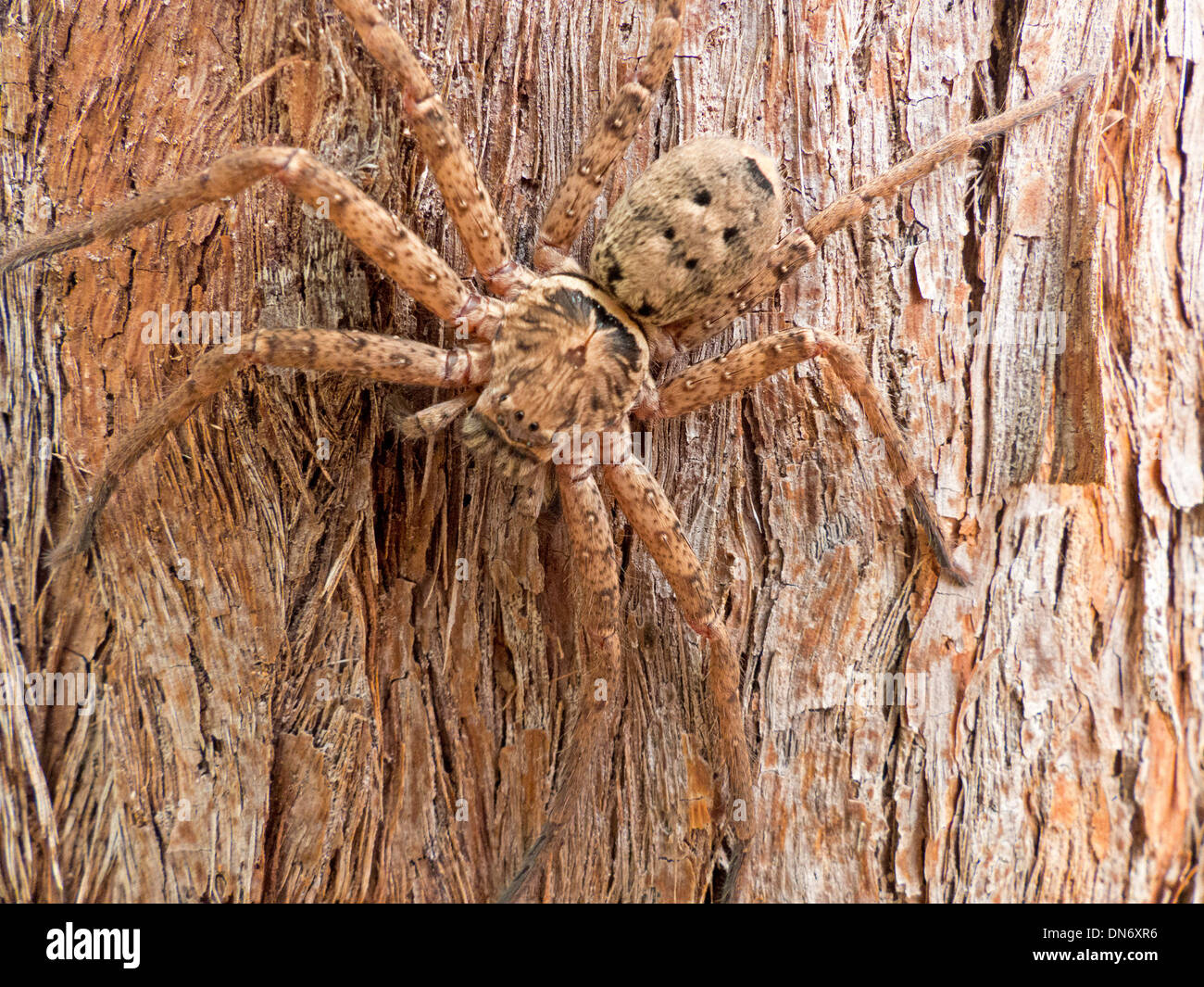 Große braune Australian Style Spinne getarnt auf Baumstamm stringybark Stockfoto