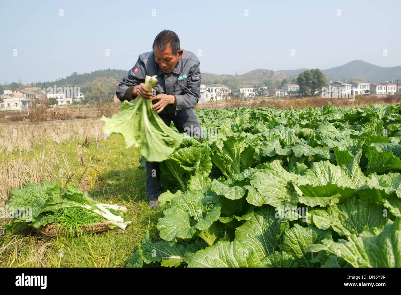 Luo Junliang, 66 Jahre alte Landwirt erntet Rasen Pflanzen auf seinem Gebiet in Yangling Dorf Shaoshan, Hunan-Provinz, China. 07-D Stockfoto