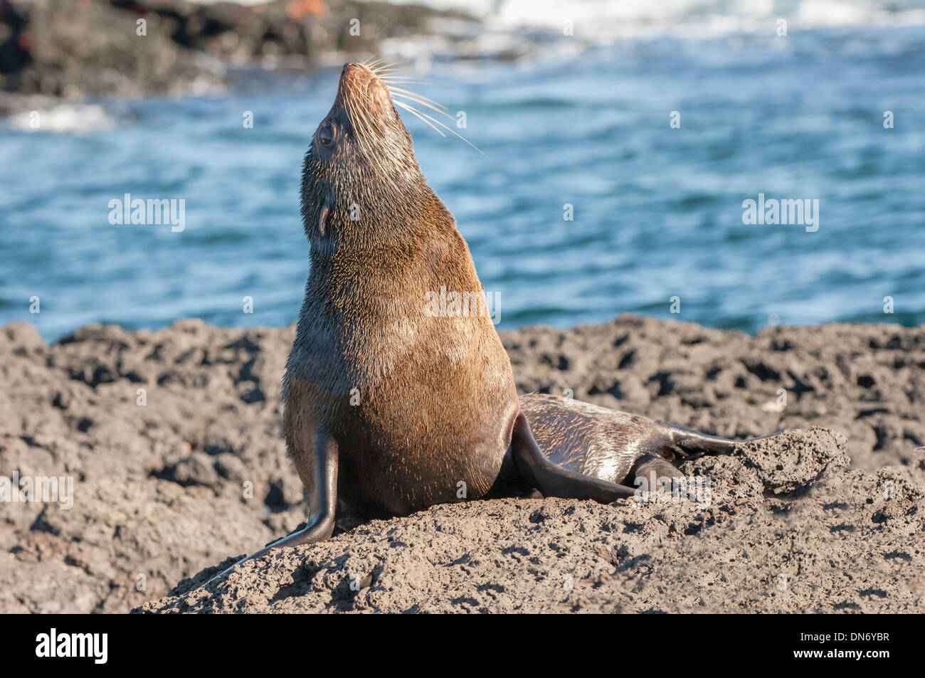 Galápagos-Seebär (Arctocephalus Galapagoensis) Stockfoto