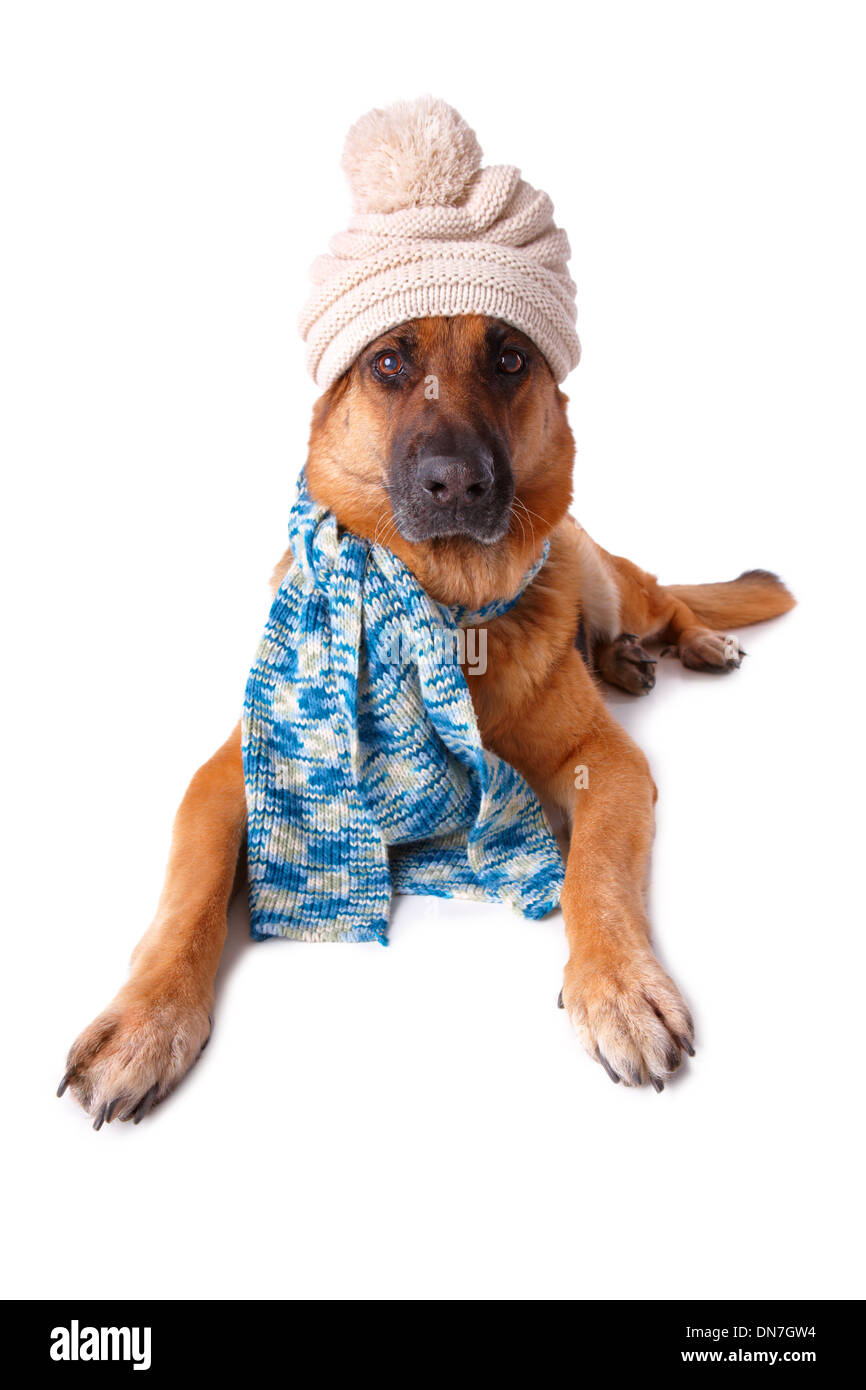 Deutsche Shephard Hund trägt Wintermütze und Schal isoliert auf weißem Hintergrund Stockfoto