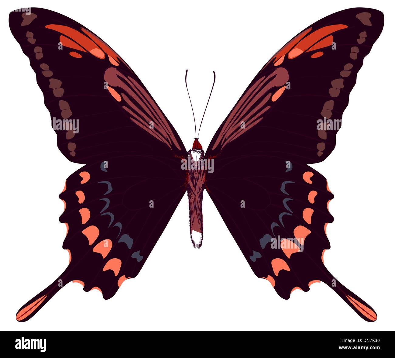 Schöne Vektor isolierten roten Schmetterling Stock Vektor