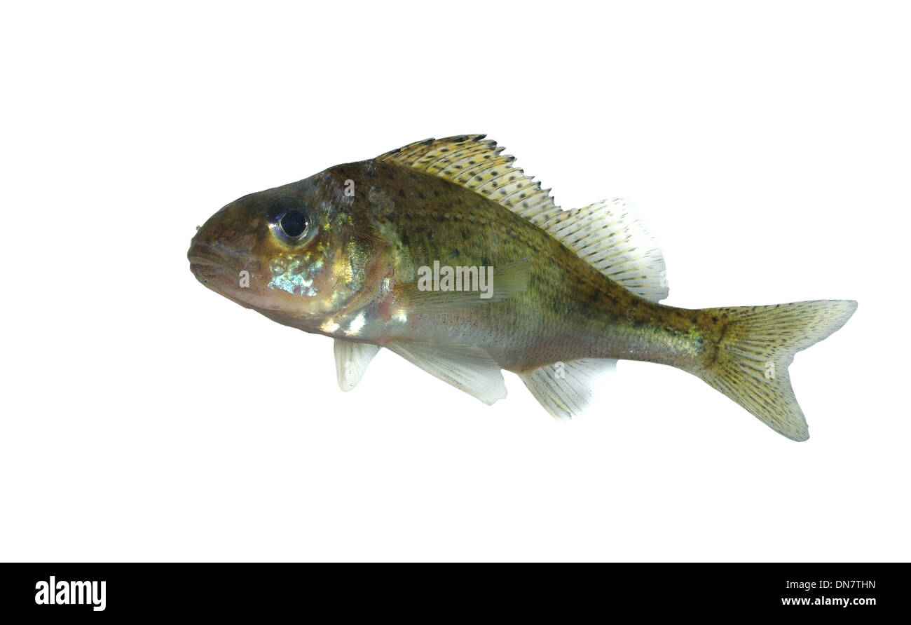 Fisch-Ruff auf weißem Hintergrund Stockfoto