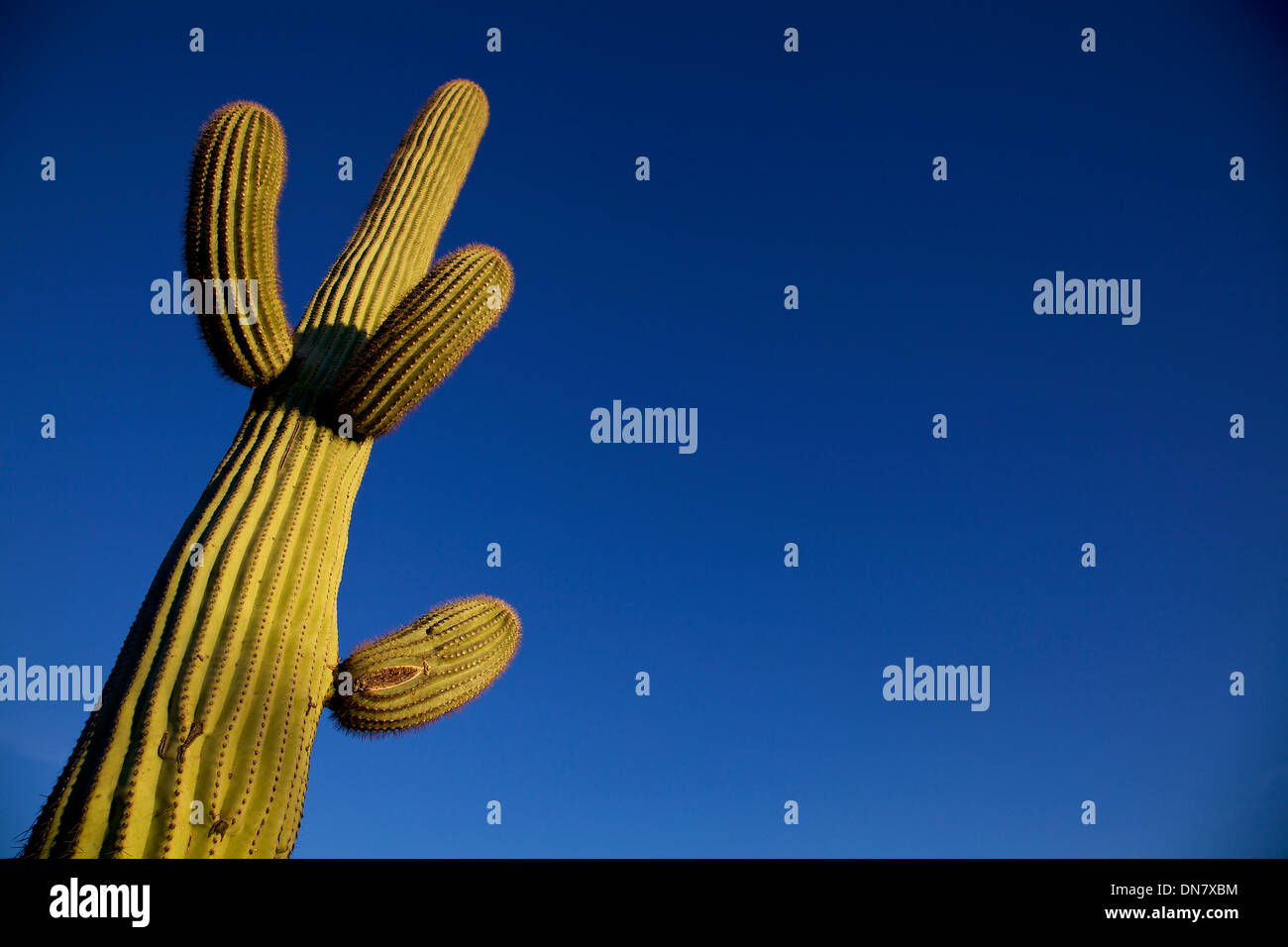 Ansicht der Saguaro National Park, Arizona, Vereinigte Staaten von Amerika, USA bei Sonnenuntergang. Landschaft, Natur, Wildnis, Pflanzen, Kakteen Stockfoto