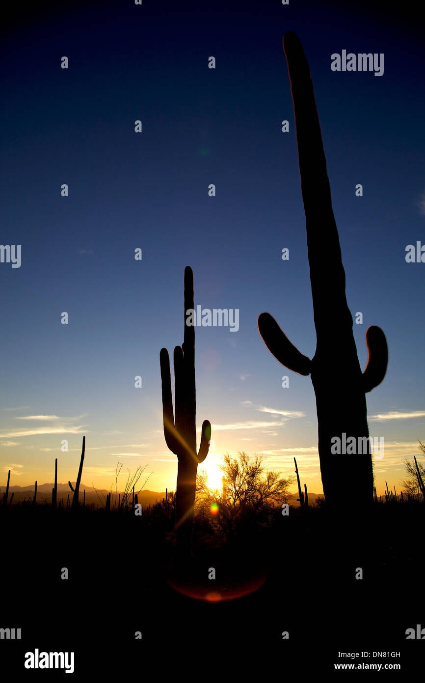 Ansicht der Saguaro National Park, Arizona, Vereinigte Staaten von Amerika, USA bei Sonnenuntergang. Landschaft, Natur, Wildnis, Pflanzen Stockfoto
