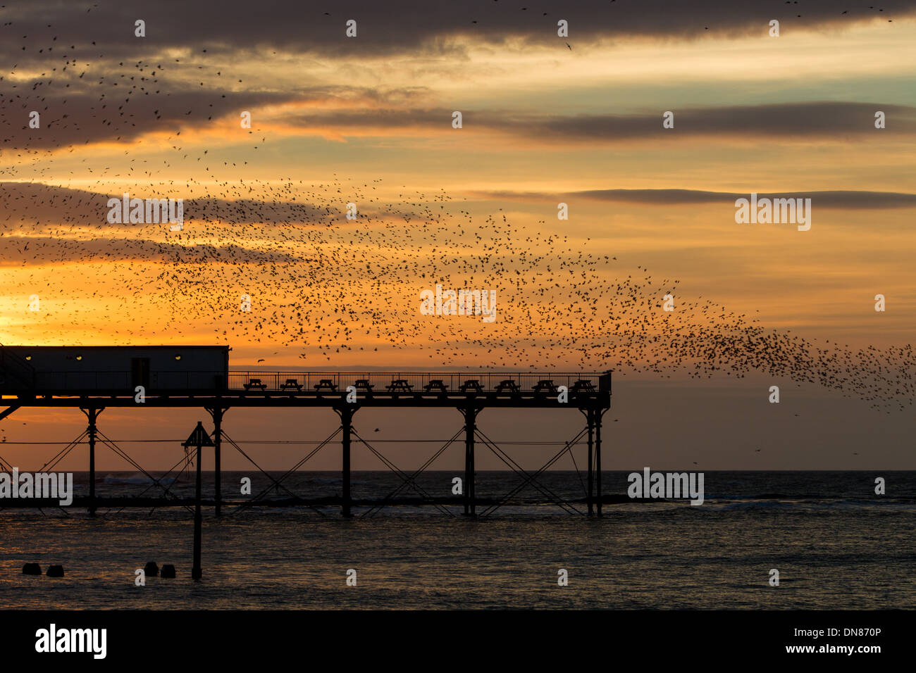 Ein Murmuration der Stare über Pier in Aberystwyth Stockfoto