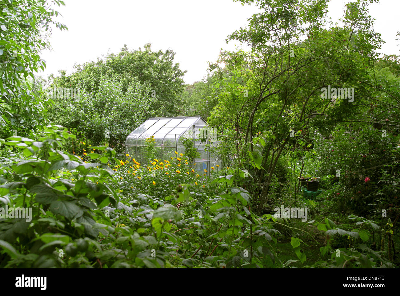Overgrown house plants Fotos und Bildmaterial in hoher Auflösung Alamy