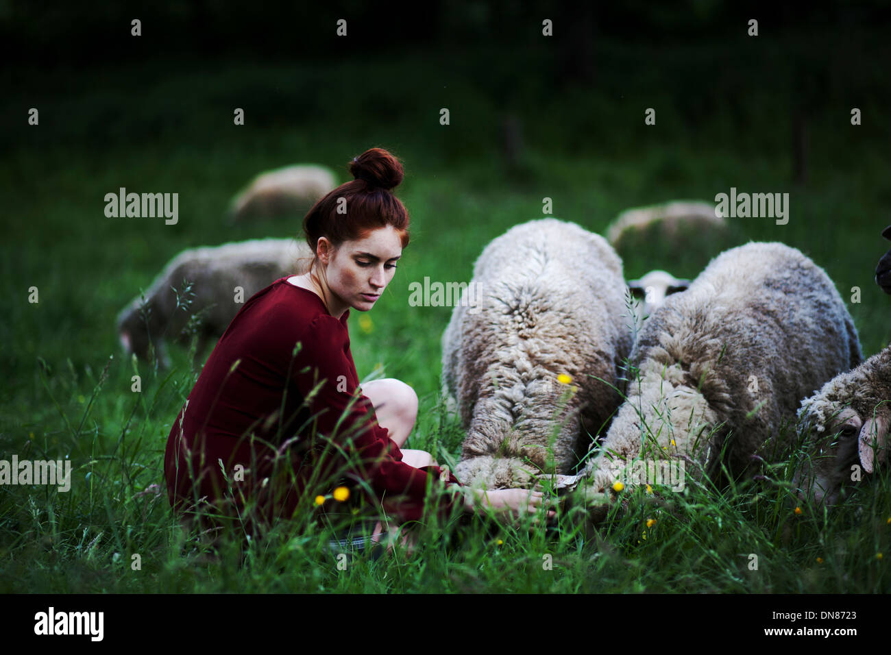 Junge Frau mit Schafe auf einer Wiese Stockfoto