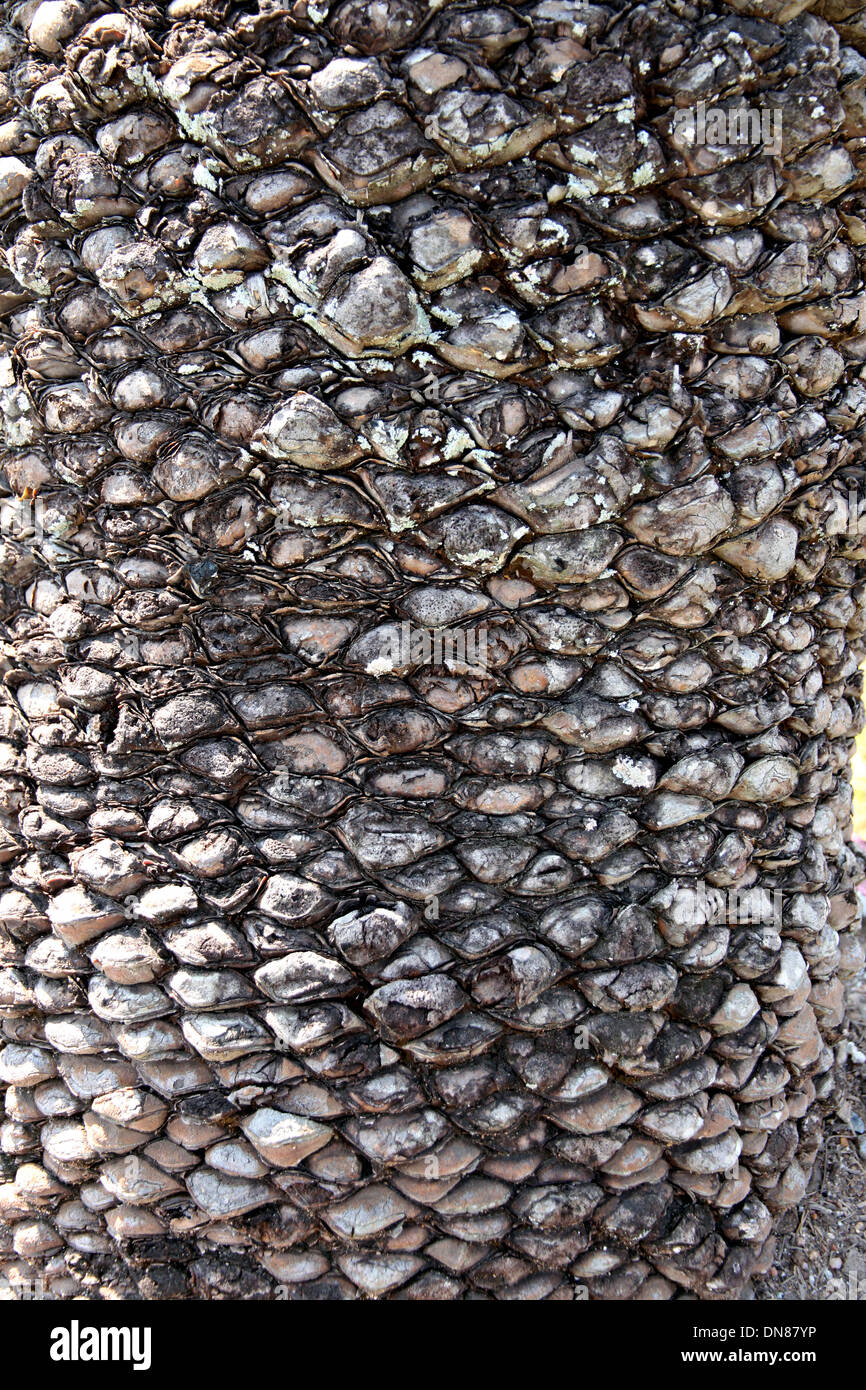 Struktur der Baumrinde in Fotos aus der Nähe zeigt die Details davon. Stockfoto