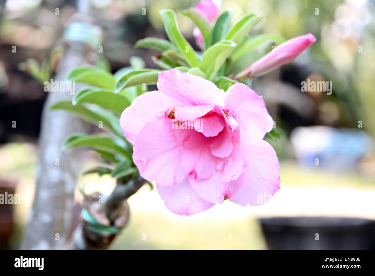 Rosa Blumen blühen im Garten. Stockfoto