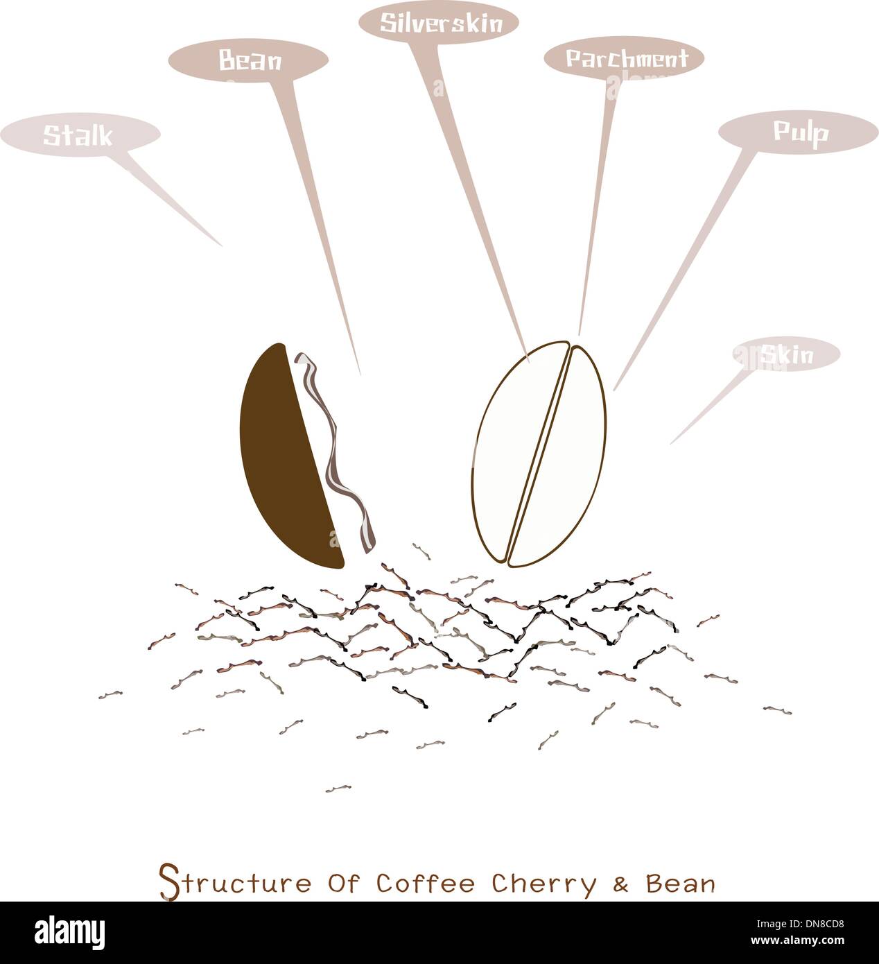 Struktur von Reife und unreife Kaffee Beeren Stock Vektor