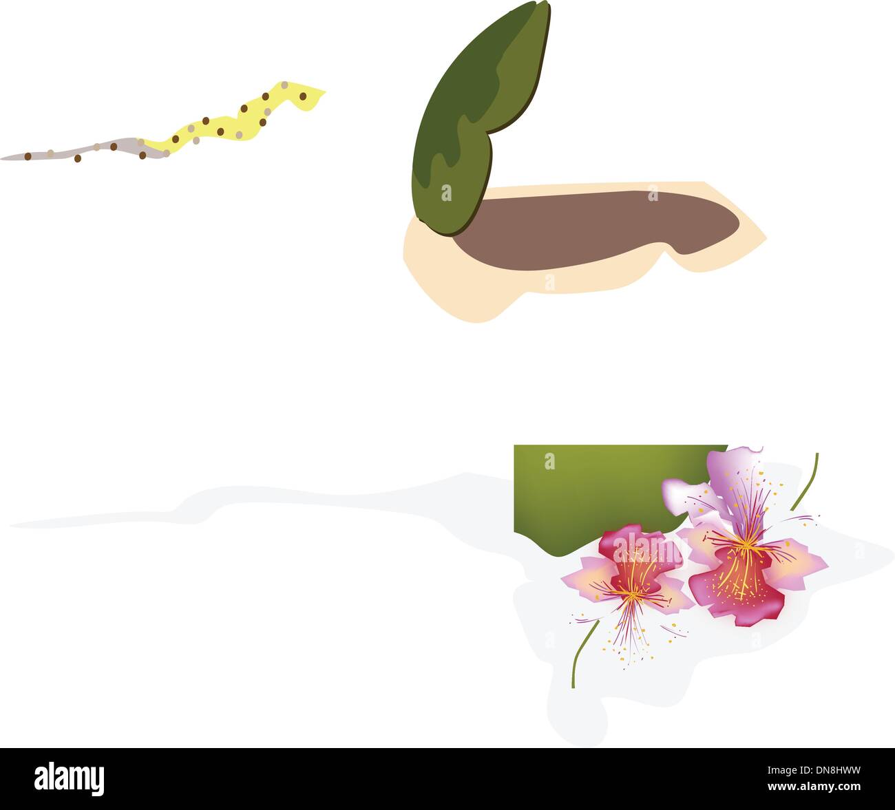 Frische grüne Kokosnuss und Kokosnuss Wasser trinken Stock Vektor