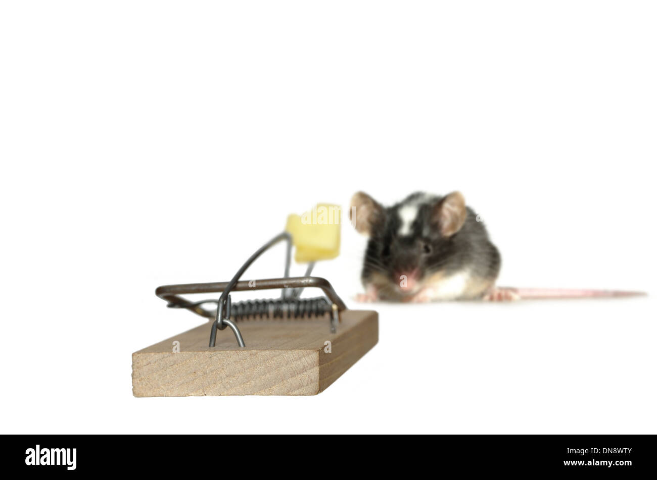 Maus und Falle auf weißem Hintergrund Stockfoto